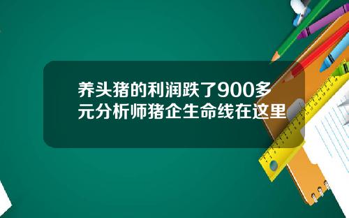 养头猪的利润跌了900多元分析师猪企生命线在这里